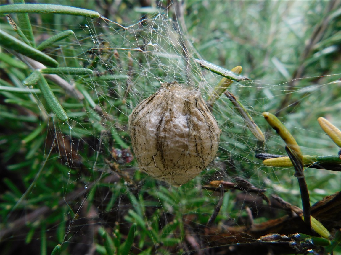 Ooteca di Araneidae ? S, di Argiope sp- - prov. PC